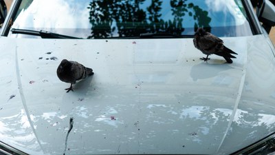 SO ENTFERNEN SIE VOGELKOT SCHONEND VON IHREM AUTO