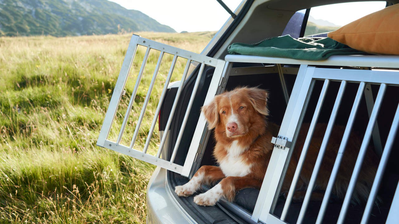 Preview Image of TIERISCHE BEGLEITER IM AUTO