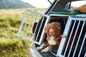 Preview Image of TIERISCHE BEGLEITER IM AUTO
