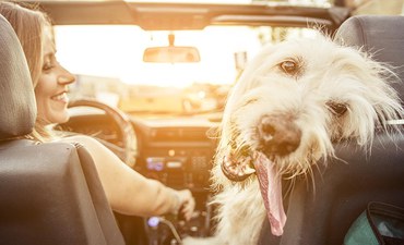 TIERISCHE BEGLEITER IM AUTO