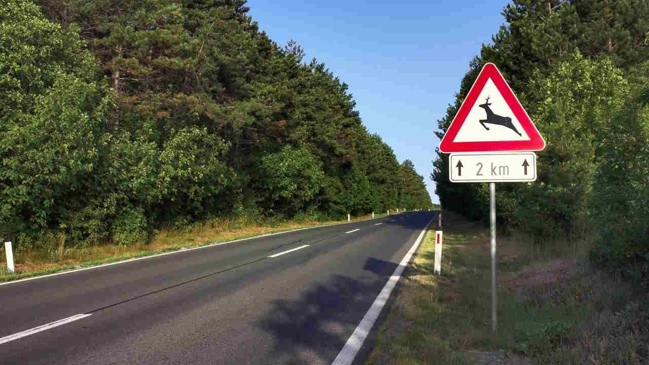 Preview Image of WILDUNFALL VERMEIDEN – SO SCHÜTZEN SIE SICH VOR REH & CO