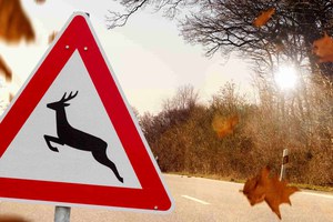 Preview Image of WILDWECHSEL: WAS TUN?